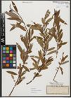 Foto von Salix triandra subsp. amygdalina (L.) Schübl. & G. Martens